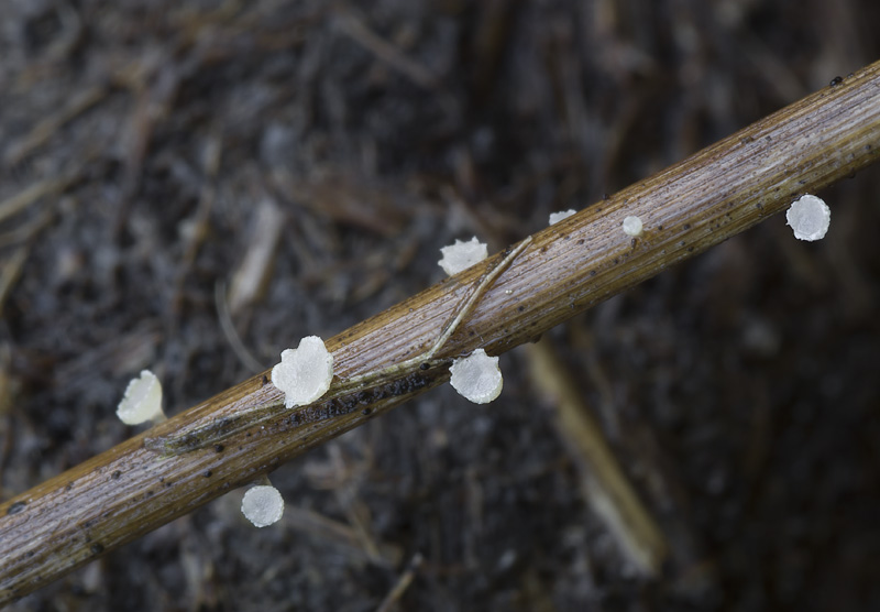 Cyathicula culmicola